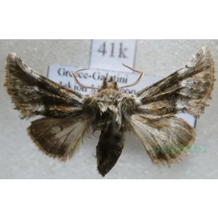 Cleonymia opposita (Lederer, 1870) Greece41k